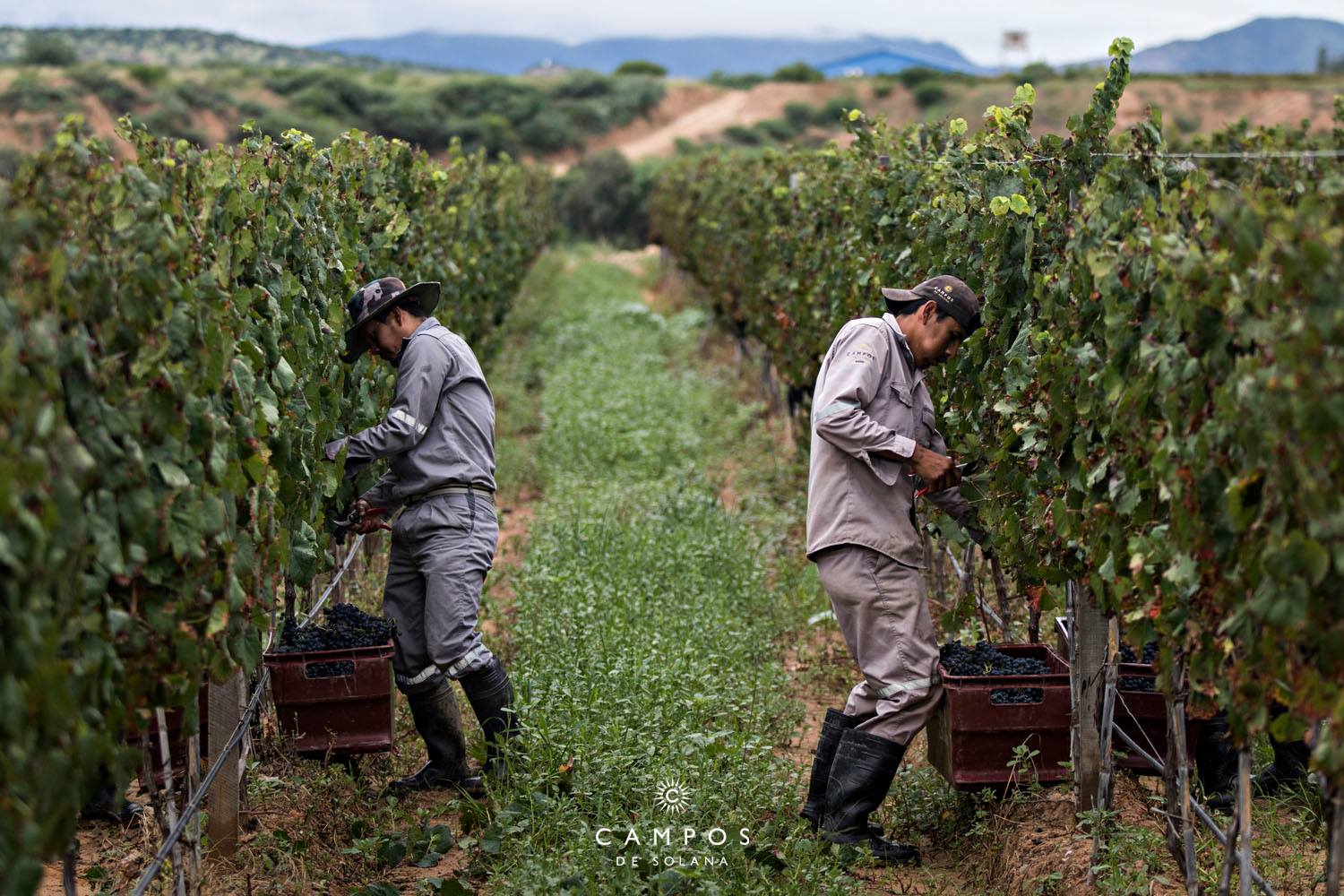Vignes en Bolivie