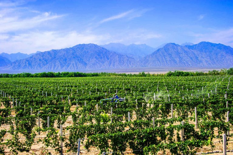 Vineyard in China