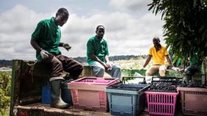 Employees pick grapes at the Assiami vineyard on the Batéke Plateau in southeastern Gabon