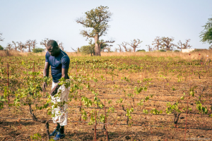 Vineyards in Senegal