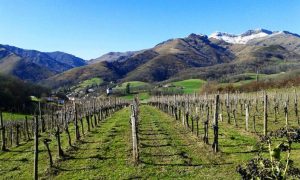 Txakoli: the emblematic wine of the Spanish Basque Country