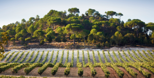 Ribera del Duero