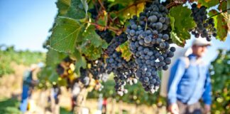All you need to know about the grape harvests Harvest