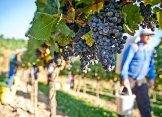 All you need to know about the grape harvests Harvest