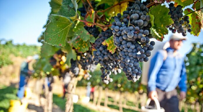 All you need to know about the grape harvests Harvest