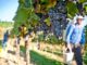 All you need to know about the grape harvests Harvest
