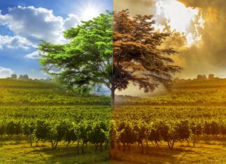 Changement climatique et vin : impacts et conséquences Changement climatique et vin