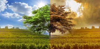 Climate change and wine: impacts and consequences Climate change and wine