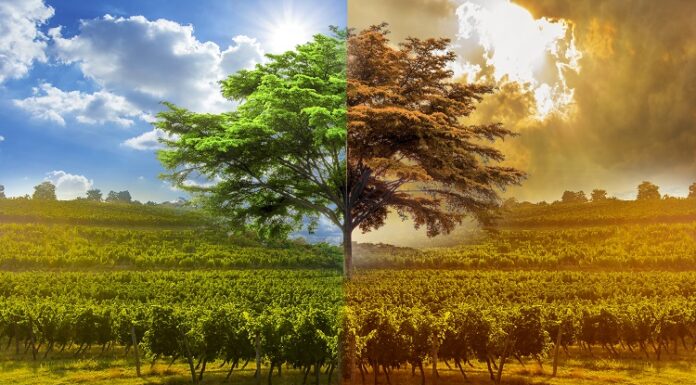 Climate change and wine: impacts and consequences Climate change and wine