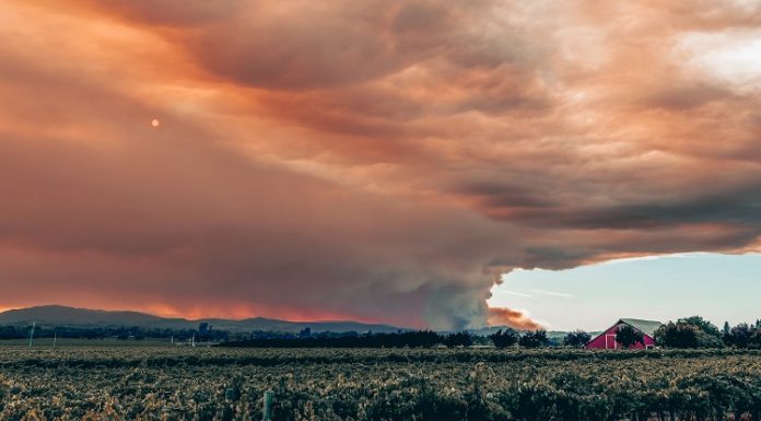 Le monde du vin, victime des incendies Le monde du vin victime des incendies