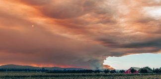The world of wine, another victim of the fires Fires in the vineyards