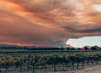The world of wine, another victim of the fires Fires in the vineyards