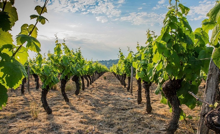 Vignes Beaujolais