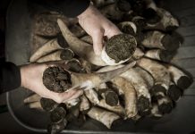 The biodynamic wine culture Biodynamic wine