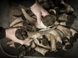 The biodynamic wine culture Biodynamic wine