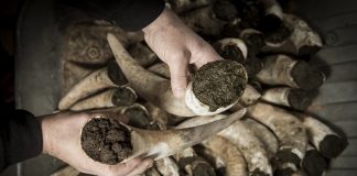 The biodynamic wine culture Biodynamic wine