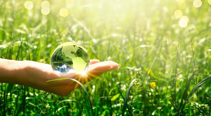 Vin bio : les domaines viticoles vont-ils tous se convertir au bio ? Conversion des vignobles au bio