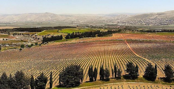 Wine in Lebanon