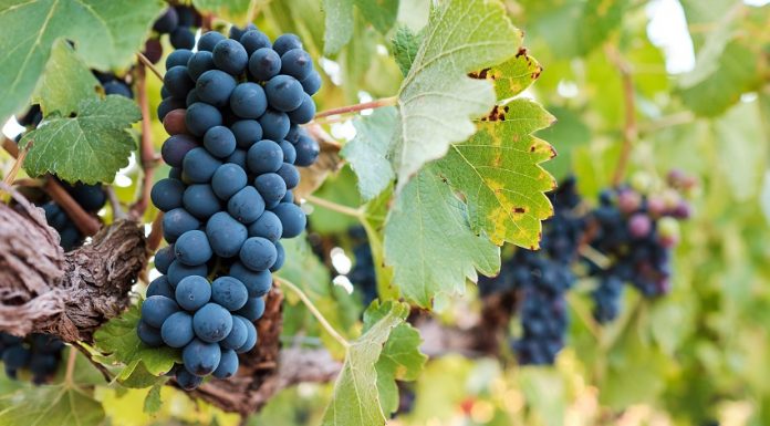 All about the mourvedre Grappe de Mourvèdre