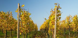 What is the late harvest? lES VENDANGES TARDIVES