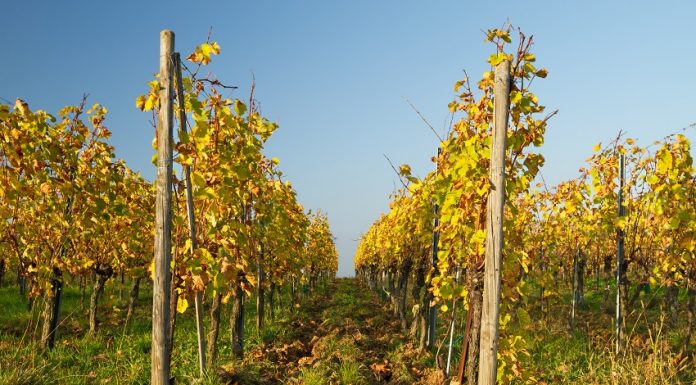 What is the late harvest? lES VENDANGES TARDIVES