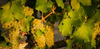 All about the viognier Tout savoir sur le viognier