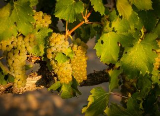 All about the viognier Tout savoir sur le viognier