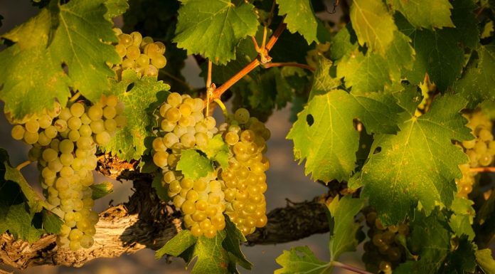 All about the viognier Tout savoir sur le viognier