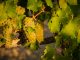 All about the viognier Tout savoir sur le viognier