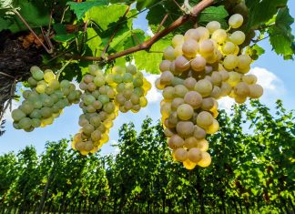 Tout savoir sur le Muscat Grappe de Muscat