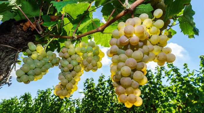 Tout savoir sur le Muscat Grappe de Muscat