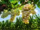 Tout savoir sur le Muscat Grappe de Muscat