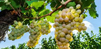 All about the Muscat Muscat grapes