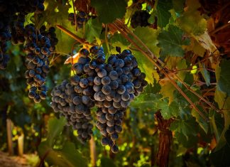 Tout savoir sur le Lambrusco