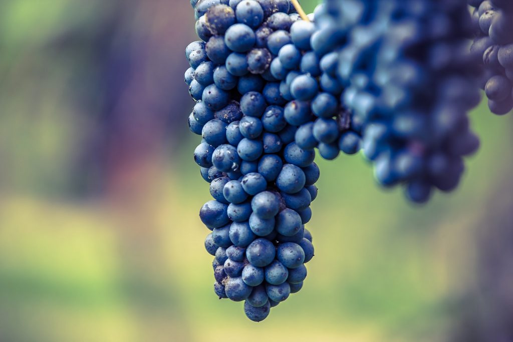 Lambrusco Grape