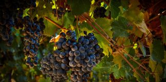 All about the Lambrusco All about Lambrusco