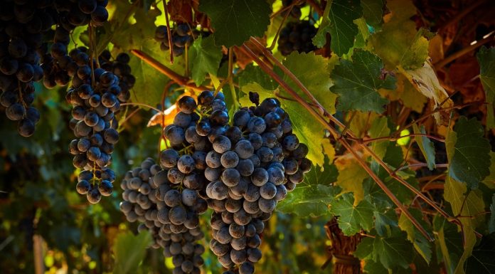 All about the Lambrusco All about Lambrusco