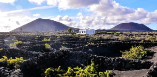 All about volcanic wines Vineyard Lanzarote