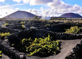 All about volcanic wines Vineyard Lanzarote