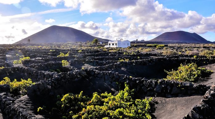 All about volcanic wines Vineyard Lanzarote