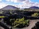 All about volcanic wines Vineyard Lanzarote