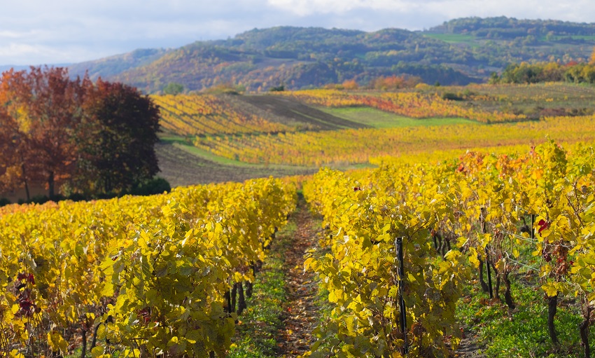 Volcanic wines in France