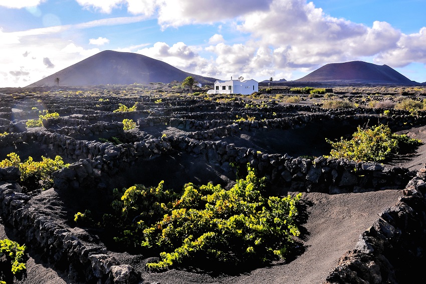 Volcanic wines in Lanzarote