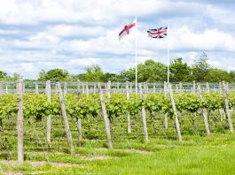 Boom times for the English wines Vins anglais du Kent