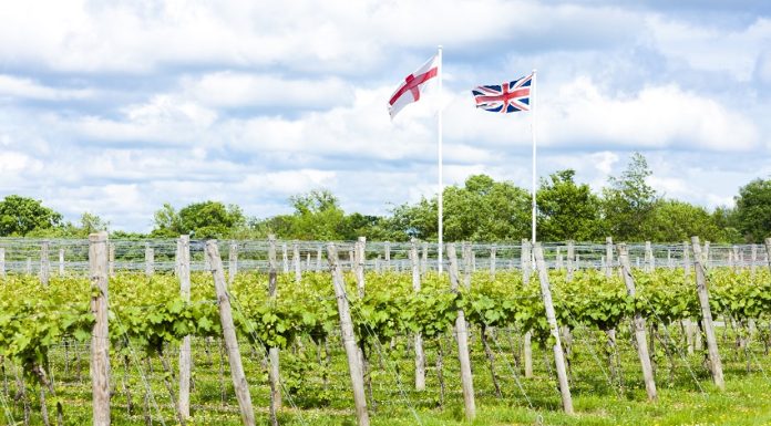 Le boom des vins anglais Vins anglais du Kent