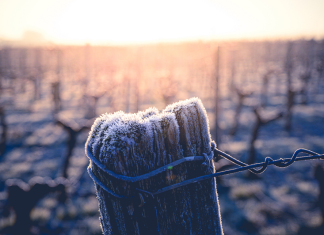 Le gel dans les vignes : quelles solutions ?