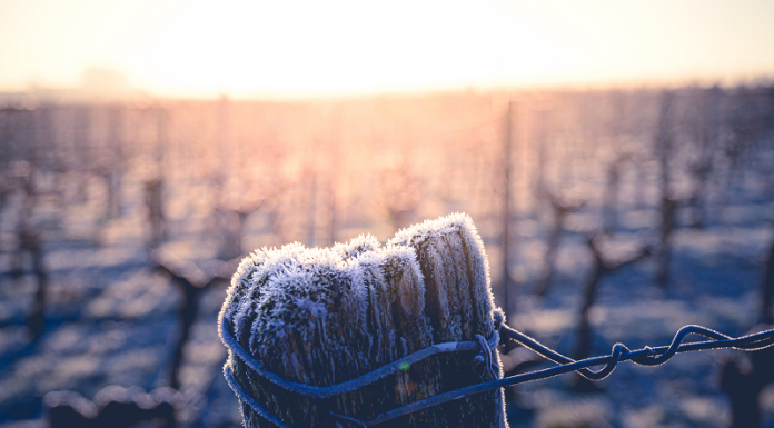 Le gel dans les vignes : quelles solutions ?