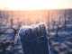 Le gel dans les vignes : quelles solutions ?