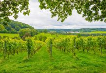 Belgique : Une industrie du vin florissante. Vins Belgique