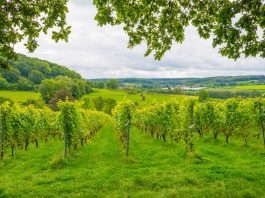 Belgium: A flourishing wine industry. Vins Belgique